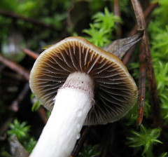 Psilocybe aztecorum