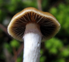 Psilocybe aztecorum