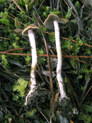 Psilocybe aztecorum