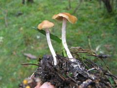 Psilocybe aztecorum
