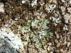 Physconia perisidiosa