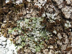 Physconia perisidiosa