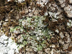 Physconia perisidiosa