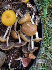 Psilocybe aztecorum