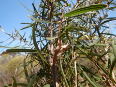 Hakea carinata