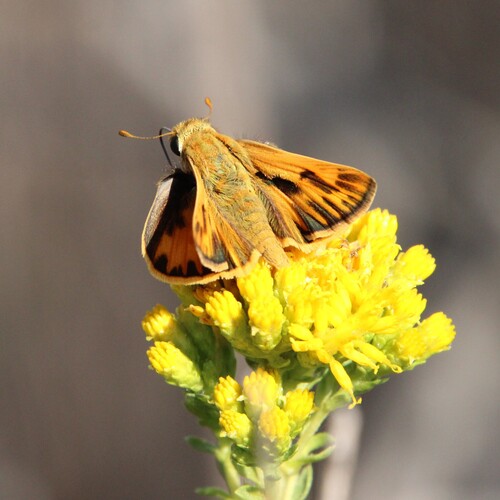 iNaturalist observation photo of Fiery Skipper