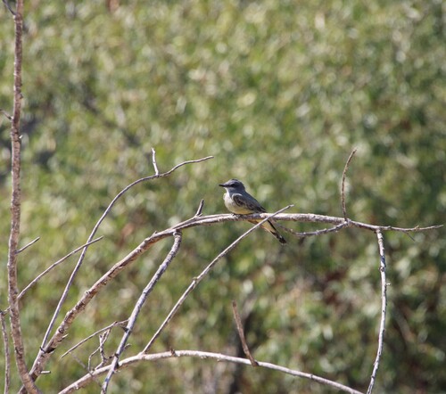 iNaturalist observation photo of Cassin's Kingbird