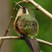 Speckled Hummingbird - Photo (c) ARALCAL by julian londono, some rights reserved (CC BY-SA)