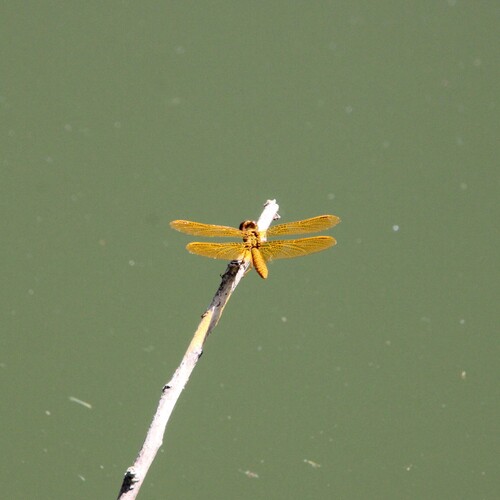 iNaturalist observation photo of Mexican Amberwing