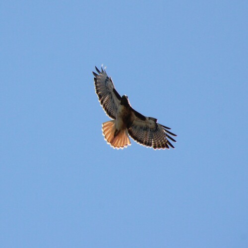 iNaturalist observation photo of Red-tailed Hawk