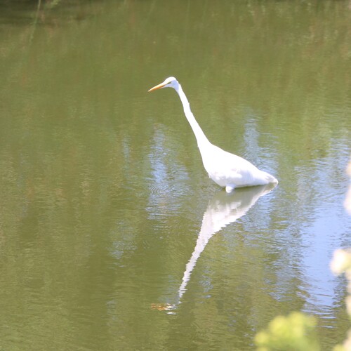 iNaturalist observation photo of Great Egret