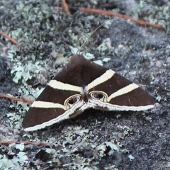 Grammodes