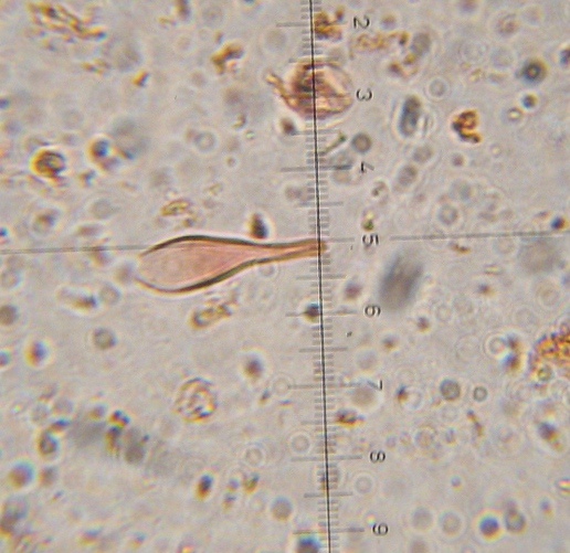 Psilocybe aztecorum image