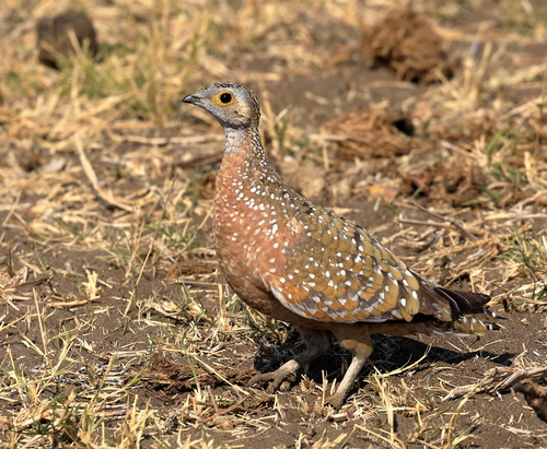 Burchell's Sandgrouse (Pterocles burchelli), photo 4