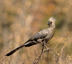 Grey Go-Away-Bird photo 2