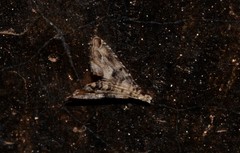 Diplopseustis perieresalis