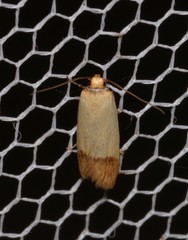 Tachystola stenoptera