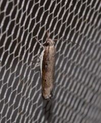 Xylorycta melaleucae