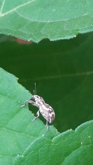 Parapantomorus fluctuosus