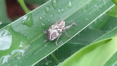 Parapantomorus fluctuosus