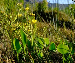 Villarsia capensis