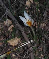 Crocus hyemalis