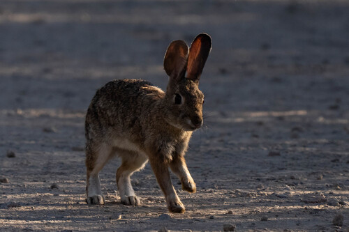iNaturalist observation photo of Desert Cottontail