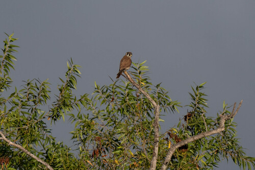 iNaturalist observation photo of American Kestrel
