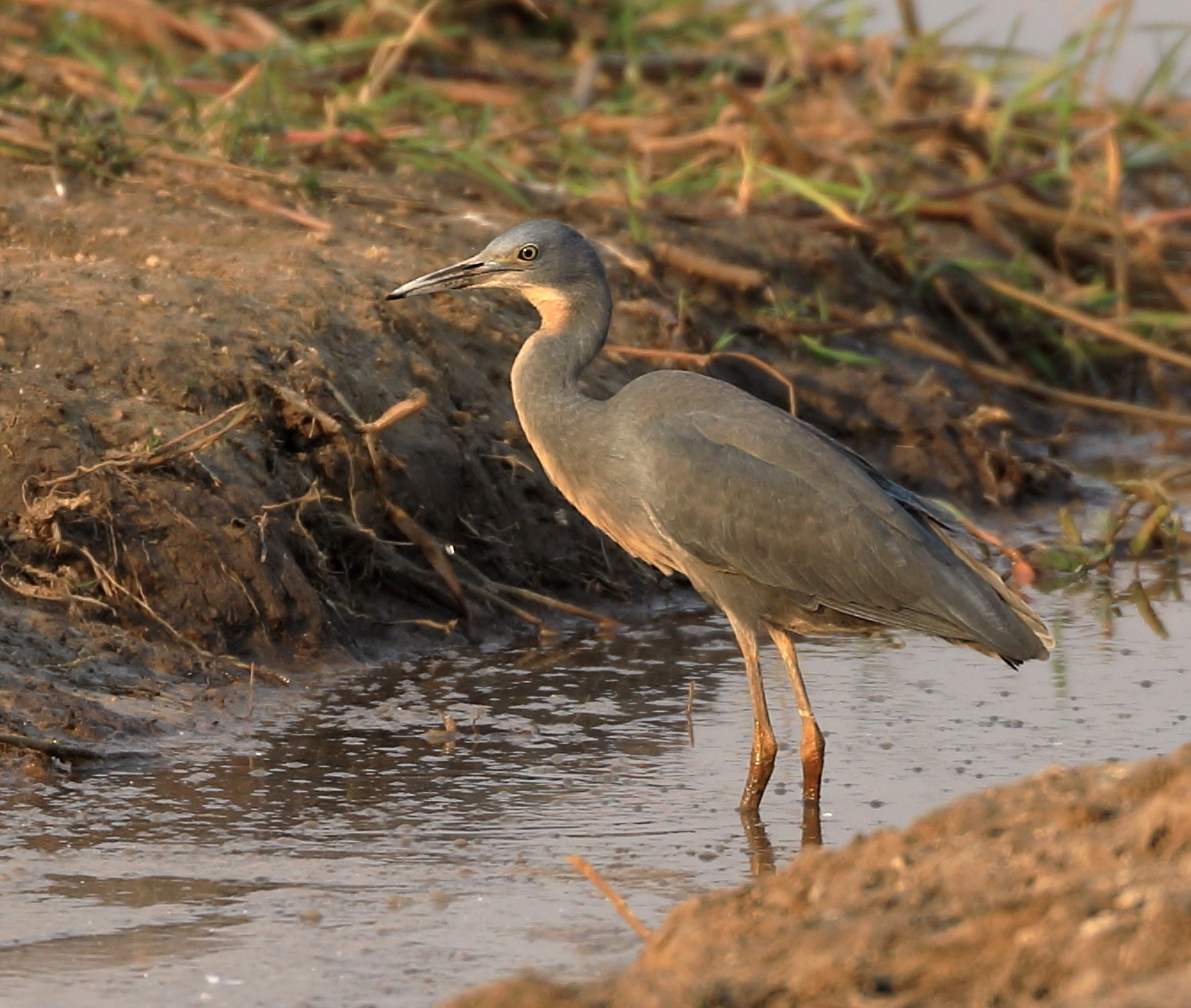 Slaty Egret (Egretta vinaceigula)