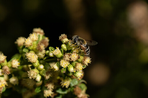 iNaturalist observation photo of Yellow-shouldered Drone Fly