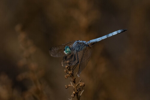 iNaturalist observation photo of Blue Dasher