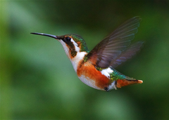 White-Bellied Woodstar photo 2
