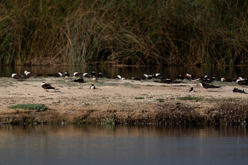 iNaturalist observation photo of Black Skimmer
