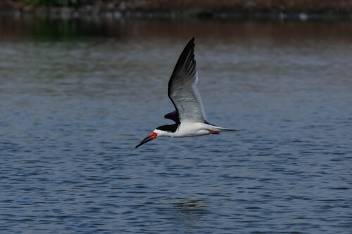 iNaturalist observation photo of Black Skimmer