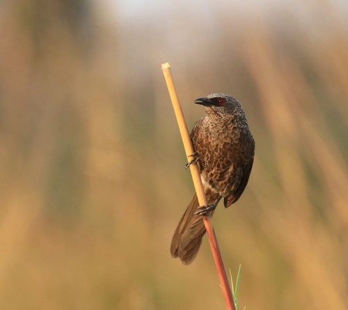 Hartlaub's Babbler (Turdoides hartlaubii), photo 2