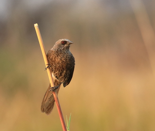 Hartlaub's Babbler (Turdoides hartlaubii)