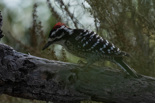 iNaturalist observation photo of Nuttall's Woodpecker