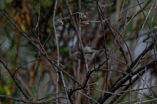 iNaturalist observation photo of Bushtit
