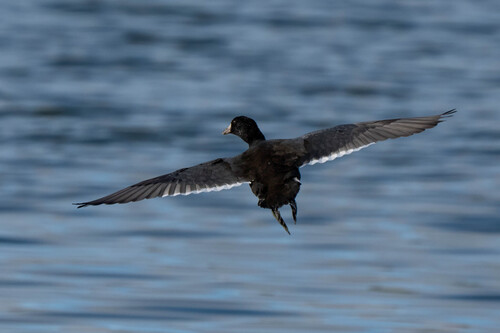 iNaturalist observation photo of American Coot
