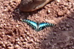 Graphium