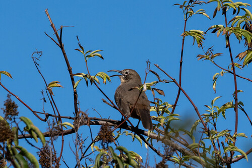 iNaturalist observation photo of California Thrasher