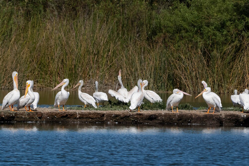 iNaturalist observation photo of American White Pelican