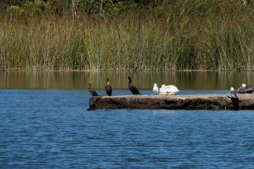 iNaturalist observation photo of Neotropic Cormorant