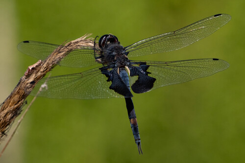 iNaturalist observation photo of Black Saddlebags
