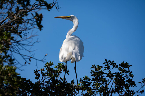 iNaturalist observation photo of Great Egret