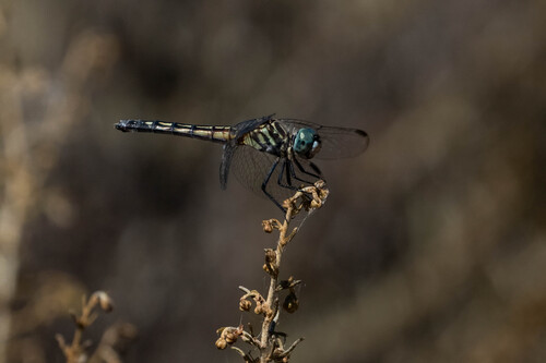 iNaturalist observation photo of Blue Dasher