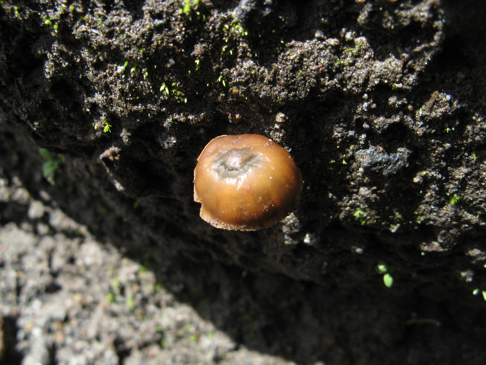 Psilocybe muliercula image