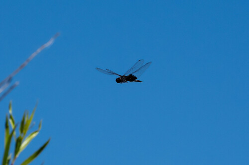 iNaturalist observation photo of Black Saddlebags