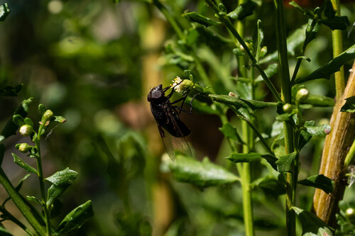 iNaturalist observation photo of Copestylum violaceum