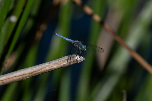 iNaturalist observation photo of Blue Dasher